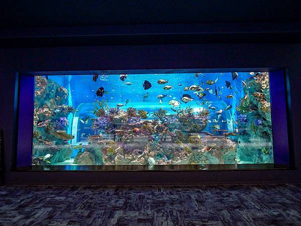 DMM Kariyushi水族館,沖繩新水族館-38.jpg