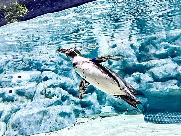 DMM Kariyushi水族館,沖繩新水族館-44.jpg