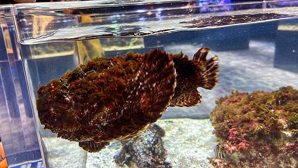 DMM Kariyushi水族館,沖繩新水族館-68.jpg