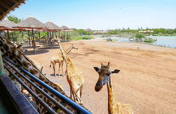 曼谷賽佛瑞野生動物園,Safari World-35.jpg