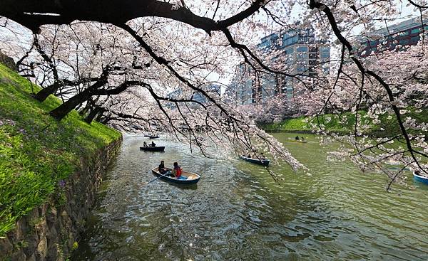 千鳥之淵護城河,東京櫻花0.jpg