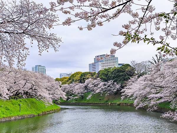 千鳥之淵護城河,東京櫻花-15.jpg