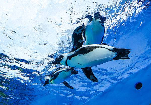 池袋陽光水族館Sunshine Aquarium-01.jpg