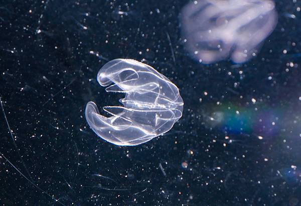 池袋陽光水族館Sunshine Aquarium-27.jpg