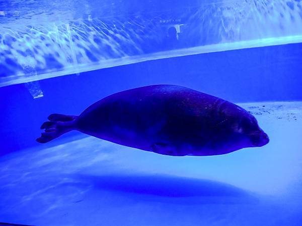 池袋陽光水族館Sunshine Aquarium-38.jpg