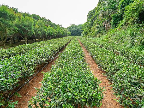 竹圃茶園小木屋休閒農場-26.jpg