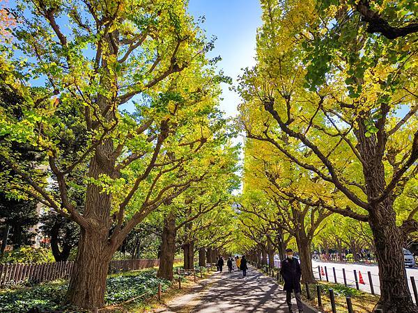 明治神宮外苑 銀杏大道-04.jpg