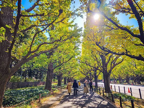 明治神宮外苑 銀杏大道-06.jpg