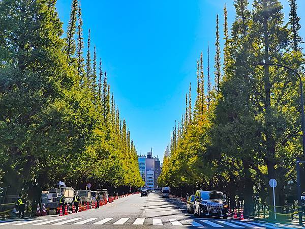 明治神宮外苑 銀杏大道-09.jpg