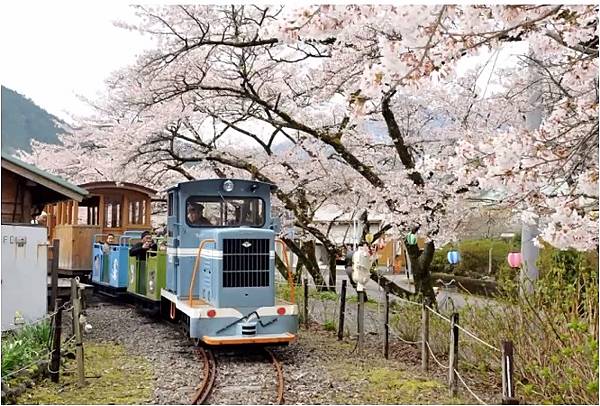 魚梁瀬丸山公園-櫻花.jpg