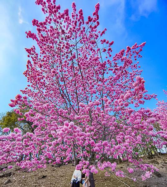 清境農場,櫻花,馬術秀,笑笑羊-28.jpg