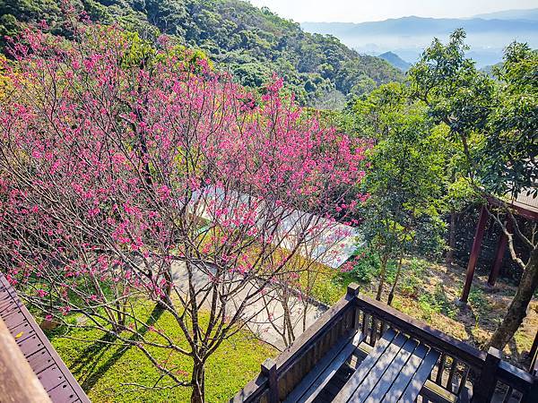 內湖碧山露營場森林營區步道-12.jpg