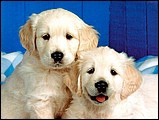 pa_PlayfulPups_2003_01s