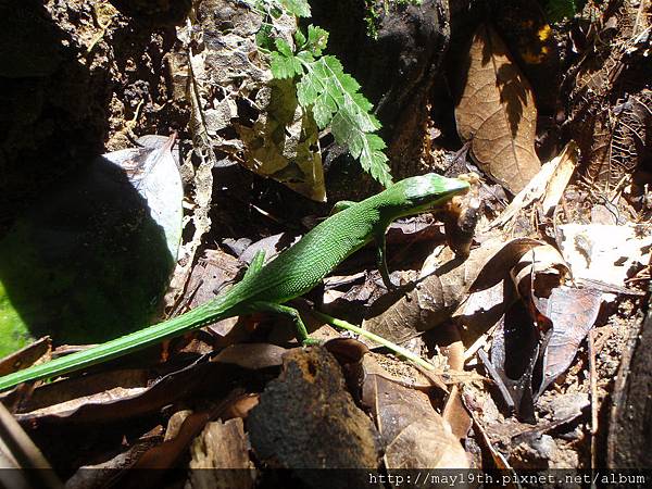 ｻｷｼﾏｶﾅﾍﾋﾞ､ｺｵﾛｷﾞ？を食べる.JPG