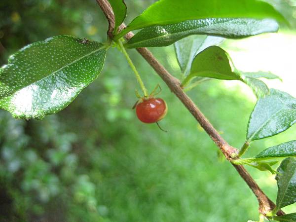 福建茶5張