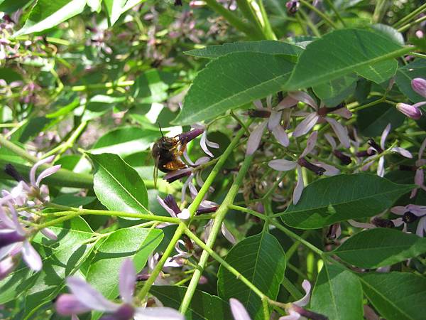 15IMG_1995-蜂 15IMG_1995-蜂