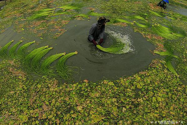 水璉菜f_23979957_1