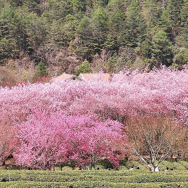 2021武陵櫻花季 紅粉佳人.03.01