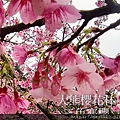 17 IMG_20220116_120321----三色寒櫻.jpg