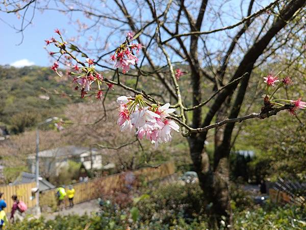 2025吉野櫻 陽明山 橘咖啡