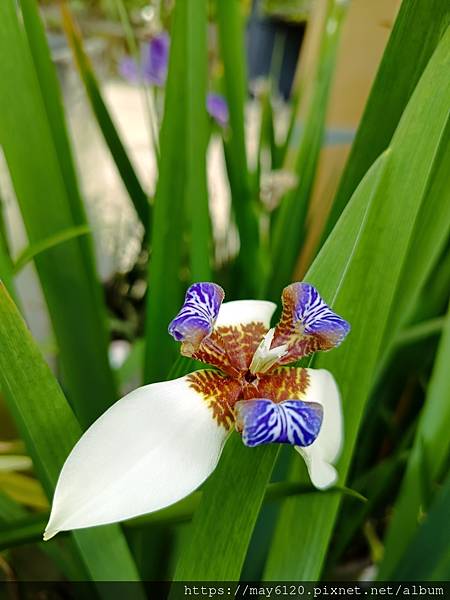 巴西鳶尾＆烏葉鳶尾