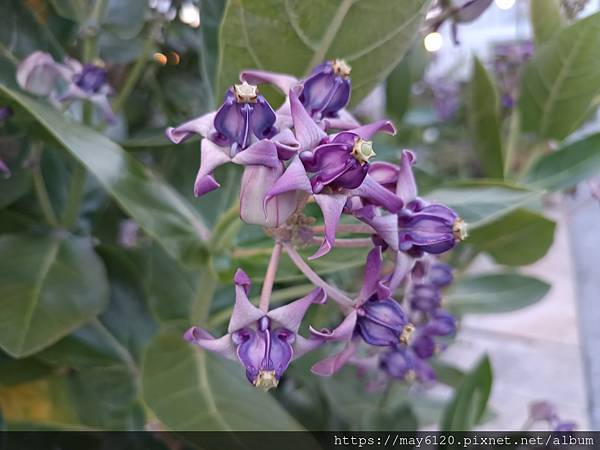 牛角瓜皇冠花 ＆ 馬鞭草＆鐵線蓮
