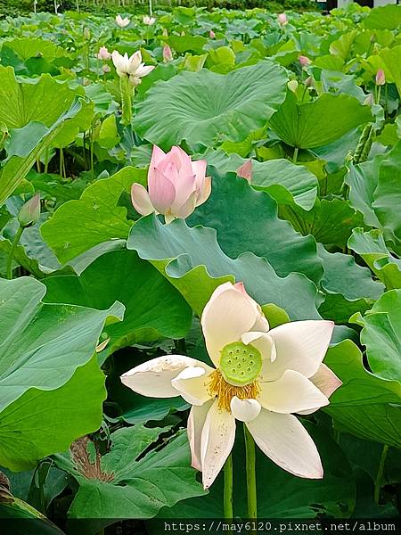 夏蓮初綻2025