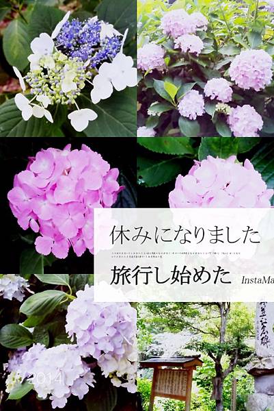 日本佐賀-紫陽花.jpg