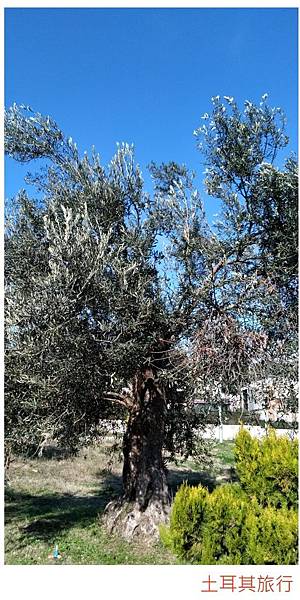 土耳其-1橄欖樹.jpg