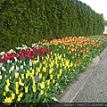 bSkagit Valley Tulip Festival12