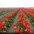 bSkagit Valley Tulip Festival13