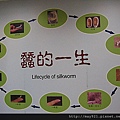 2010-10-26張家界之旅（五） 060.j