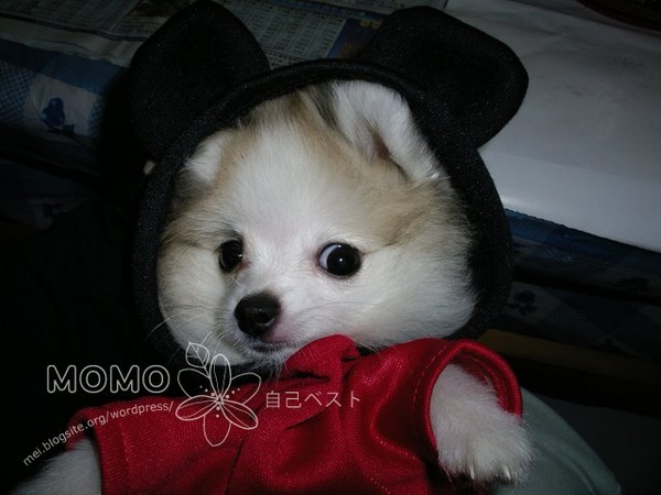 momo0043.jpg