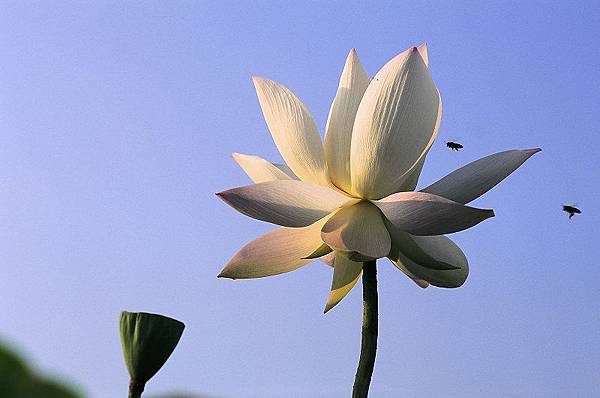 佛經中的 蓮花 曹郁美的快哉風樓 痞客邦