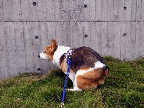 飛便.gif 飛便.gif