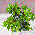 可飛花合成1.gif