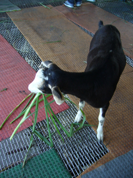 明明就這麼可愛