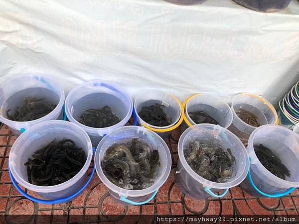 2018-10-05 瓦拉康-放生_181103_0012.jpg 2018-10-05 瓦拉康-放生_181103_0012.jpg