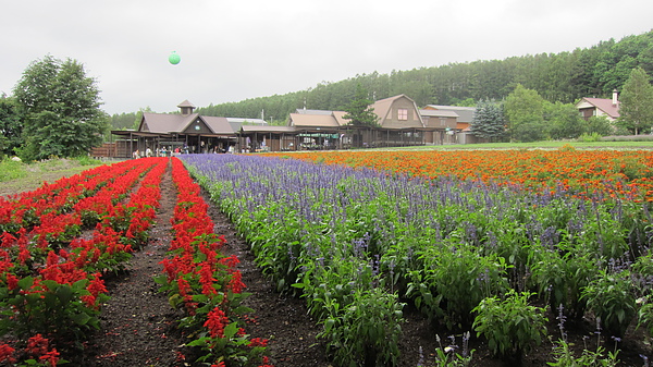 2010夏北海道行 430.jpg