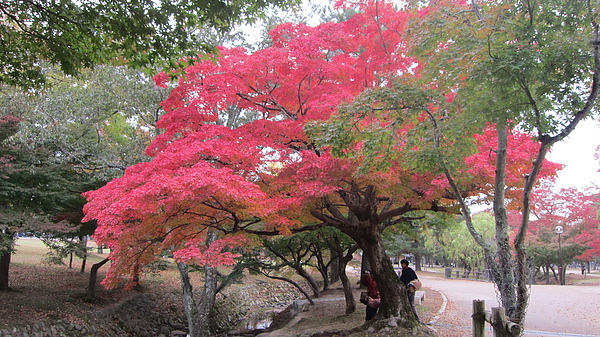 2010秋11月追楓族梅派13-15 153.jpg