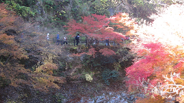 2010秋11月追楓族梅派16-21 690.jpg