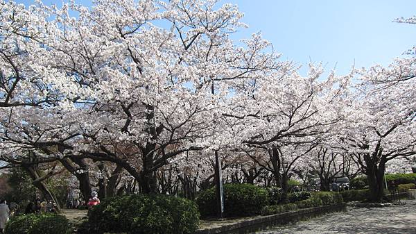 京都崗山米原名古屋 768.jpg