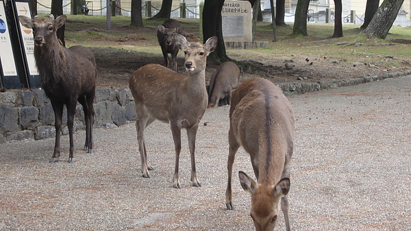 2010秋11月追楓族梅派13-15 111.jpg