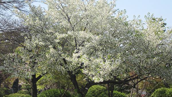 京都崗山米原名古屋 806.jpg