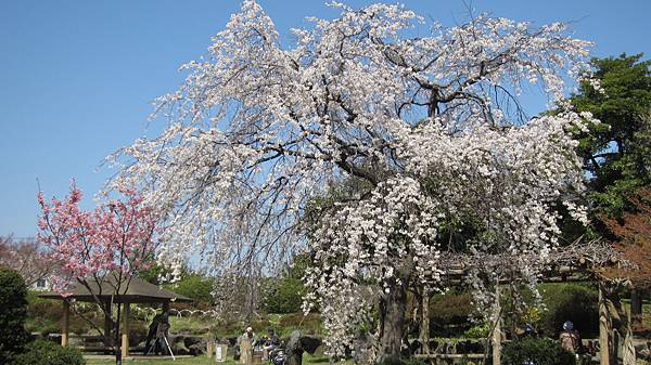 京都崗山米原名古屋 781.jpg