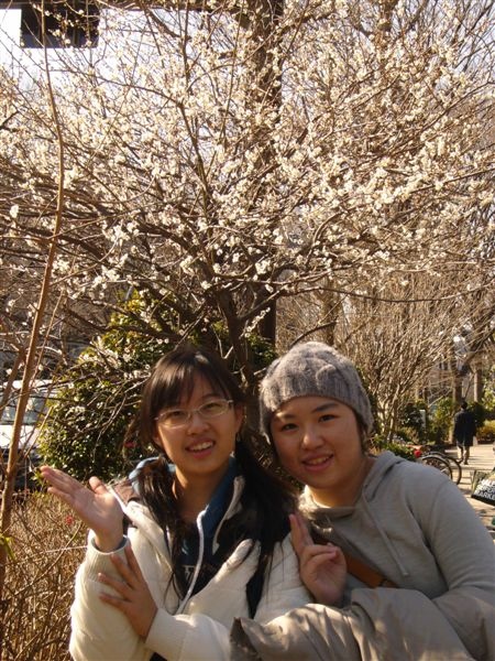 代代木公園前巧遇幾株盛開的梅花