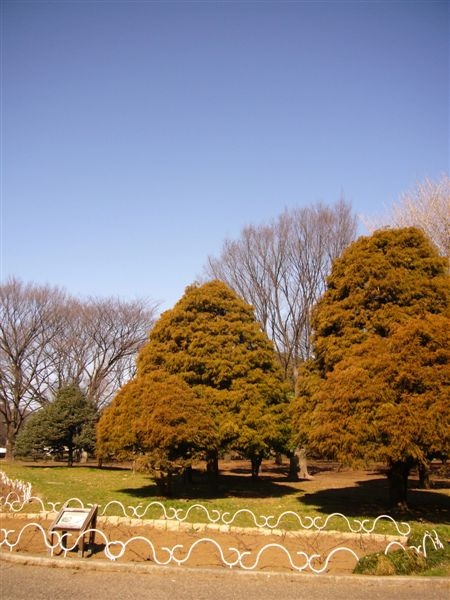 因為不是花季，代代木公園內只有這班蕭瑟的樹景..