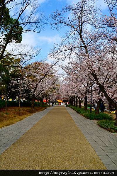 日本賞櫻＠大阪城01