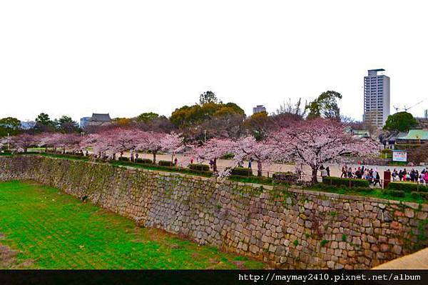 日本賞櫻＠大阪城14