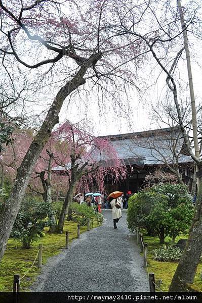 日本賞櫻＠天龍宮109